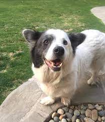 Princess Is A Beautiful 9 Year Old Corgi Basset Hound Mix Owner Did Not Want Her After 9 Years That Broke Our Hearts Princess Is Dog Friends Corgi Corgi Dog