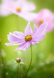 Pink Cosmos By Mandy Disher Gardening Requires Lots Of Water Most Of It In The Form Of Perspirat Cosmos Flowers Macro Photography Flowers Flowers Photography