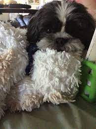 Gizzy With Stuffed Animals Animals Shih Tzu Dogs