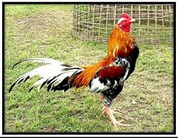 Ciri Paha Ayam Pukul Keras Dan Akurat Ayam Juara Ayam Jantan Ternak Ayam Binatang