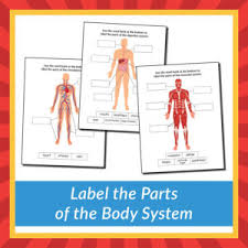 Blank muscles diagram to label google search. Label The Parts Of The Body System Gift Of Curiosity