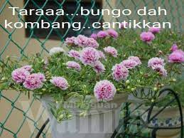 Bunga ros jepun duna pasu gantung putih shopee malaysia. 21 Gambar Bunga Ros Jepun Koleksi Bunga Hd
