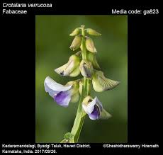 Image result for Crotalaria parvula