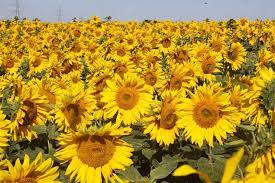 A donation box is available if you'd like to contribute to help offset the costs of the planting. 5 Beautiful Flower Fields You Won T Believe Are In Britain