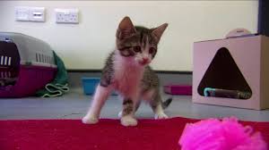 Check spelling or type a new query. Veterinarians Warn Springtime Flowers Can Be Deadly For Cats