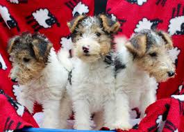 $100 deposit accepted now to reserve you're puppy today ! Kc Registered Wire Fox Terrier Puppies For Sale Stoke On Trent Staffordshire Pets4homes