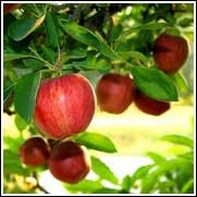We did not find results for: Cheap Fruit Trees 50 Off At Ty Ty Nursery