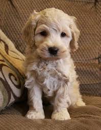 Puppies For Sale Yavru Kopek Kopek Hayvanlar