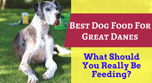 Great Dane Puppy Food Talk What Is The Best Food For Great