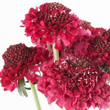 Image result for Scabiosa