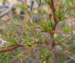 Image result for Cliffortia