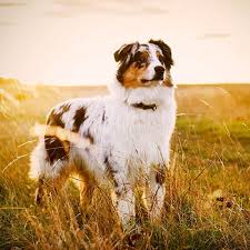 Australian shepherd puppies for sale utah. Australian Shepherd Pdsa