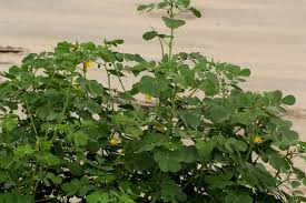 Image result for Senna obtusifolia
