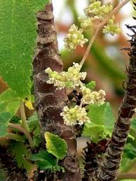 Image result for Obetia