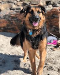 July 5, 2021 1 girl(left) 5 boys both parents are on site ! Golden Shepherd 101 Dogs That Will Light Up Your World Animalso