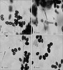 Image result for Tephrosia paradoxa