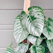 Philodendronsodiroi Pretty Plants Variegated Plants Plants
