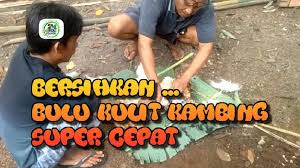 Daging yang keras seperti flank steak dan cube steak perlu ditumis dengan air atau sup; Cara Membersihkan Bulu Kulit Kambing Domba Super Cepat