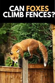 Can Foxes Climb Fences How To Prevent It 2020 Own The Yard Prey Animals Animals Fox