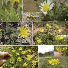 Image result for Hirpicium bechuanense