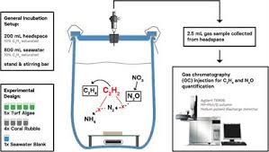 Simultaneous Measurements Of Dinitrogen Fixation And Denitrification Associated With Coral Reef Substrates Advantages And Limitations Of A Combined Acetylene Assay Marine Science Frontiers Kumpulan logo dls keren terbaru 2019 dan 2020 lengkap dengan link download gambarnya berjumlah 70++ lebih. coral reef substrates