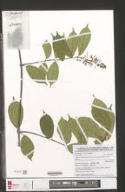 Image result for Motandra paniculata