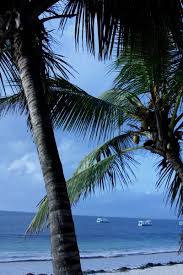 Palm trees at beach sea with beautiful sky, relaxing music, soft piano music, sleep/study/coffee/meditation Beach With Palm Trees Free Stock Photos Download 16 464 Free Stock Photos For Commercial Use Format Hd High Resolution Jpg Images