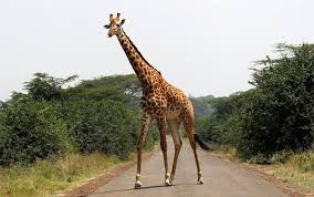 It is traditionally considered to be one species, giraffa camelopardalis, with nine subspecies. Girafas Enfrentam Risco De Extincao Apos Queda De 40 De Populacao Natureza G1