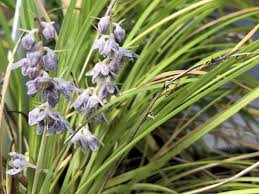 Image result for Ophiopogon