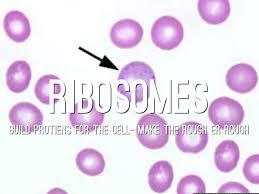 Aug 12, 2021 · plant cells contain many organelles such as ribosomes, the nucleus, the plasma membrane, the cell wall, mitochondria, and chloroplasts. Plant Cell By Suzanne