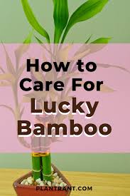 How To Care For Lucky Bamboo In 2020 Lucky Bamboo Care Lucky Bamboo Lucky Bamboo Plants