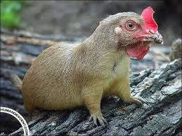 18 Animal Mashups Photoshopped Animals Animal Mashups Animal Photo Manipulation
