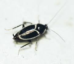 Image result for Phyllorachis