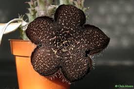 Image result for Tridentea