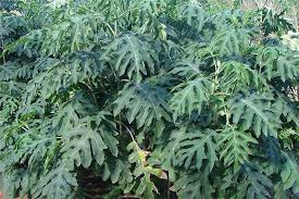 Su significado se ha interpretado de maneras diferentes: Factsheet Montanoa Hibiscifolia Bush Daisy