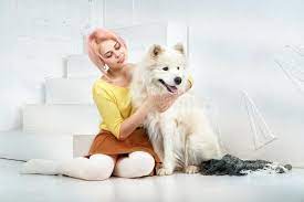 A stout tail like a basset's provides a useful handle. Attractive Young Girl With Short Blond Hair In A Yellow Sweater And Skirt Hugs Her Beloved Pet A Dog Breed Samoyed Stock Photo Image Of Girl Partner 111506408