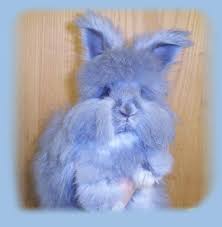 English Angora Rainbow Of Colors English Angora Baby Bunnies Angora Bunny