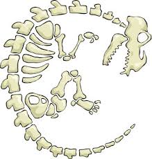 Dinosaur Skeleton Vector 823506 Jpg 380 400 Dinosaur Skeleton Dinosaur Crafts Dinosaur