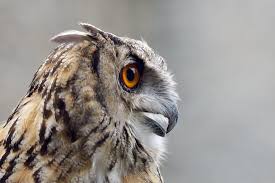 Image result for Bubo