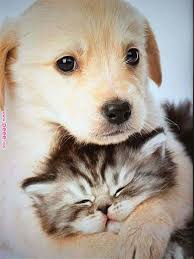 6 Tips If You Keeping Your Lovely Dog And Cats Dogs And Cats Are Among The Most Popular Pets Being Kept In Cute Cats And Dogs Cute Animals Cute Baby Animals