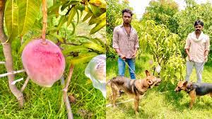 Apparently, a couple has deployed security guards for their mango plants in madhya pradesh (india). 9rkhxwqey9j6am