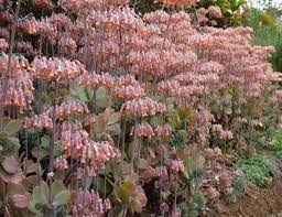 Image result for Kalanchoe fedtschenkoi