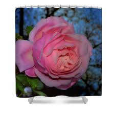 Blooms are a beautiful, soft pink and they continue to bloom through the whole year. Belinda Dream Rose