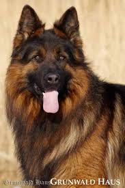 10647232 432716173542699 4252764184836252375 N In 2020 Long Coat German Shepherd German Shepherd Dogs German Sheperd Dogs