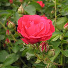 George vancouver shrub rose (rosa 'george vancouver'), like many other shrub roses, is blooming now, and you can see its clusters of cherry red flowers in the north perimeter bed in the rose garden. Rosa George Vancouver Multiples