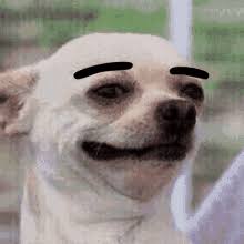 Find the newest chihuahua face meme meme. Chihuahua Gifs Tenor