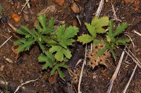 Image result for Hibiscus pusillus