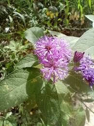 Image result for Vernonia turbinella