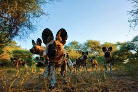 Wild Dogs Okavango Delta Botswana Wild Dogs African Wild Dog Cute Animal Videos