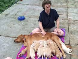 Placing a deposit on a puppy ensures a pick will be saved for you. Field Of Dreams Vermont Home Facebook